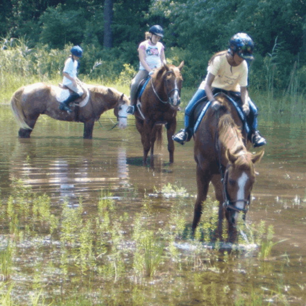 Split Elm Horseback Riding